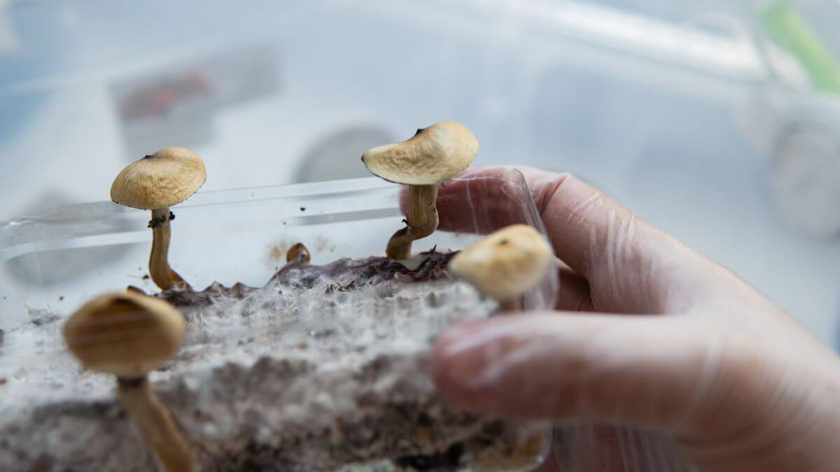 How To Grow Magic Mushrooms Mushroom