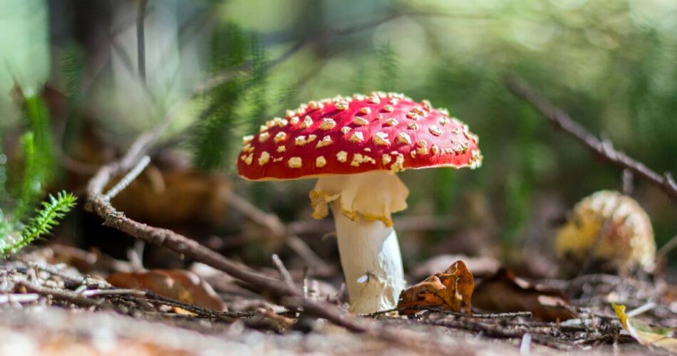 amanita muscaria