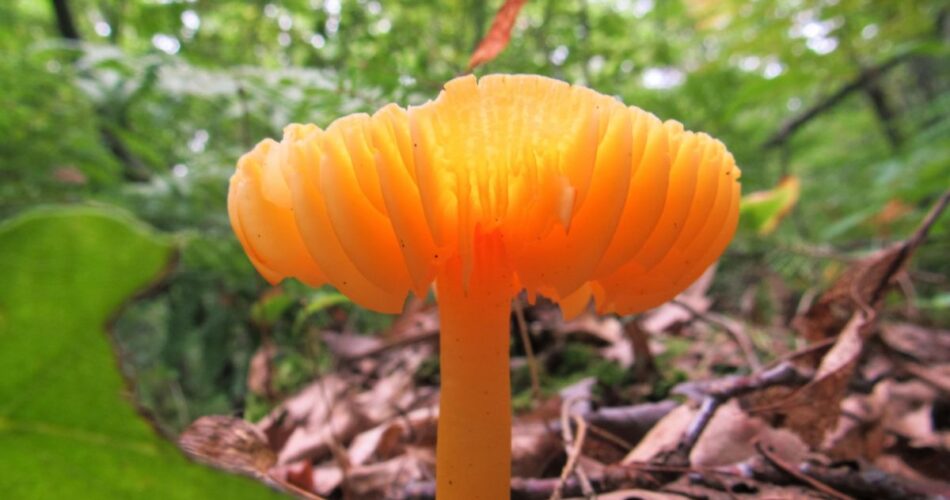 pluteus nigroviridis