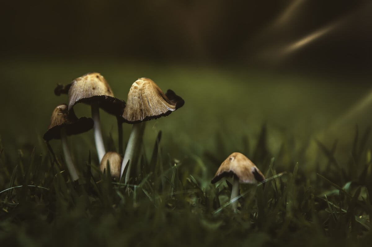 Psilocybe Silvatica. Mind-Expanding Mushrooms • 4Mushroom