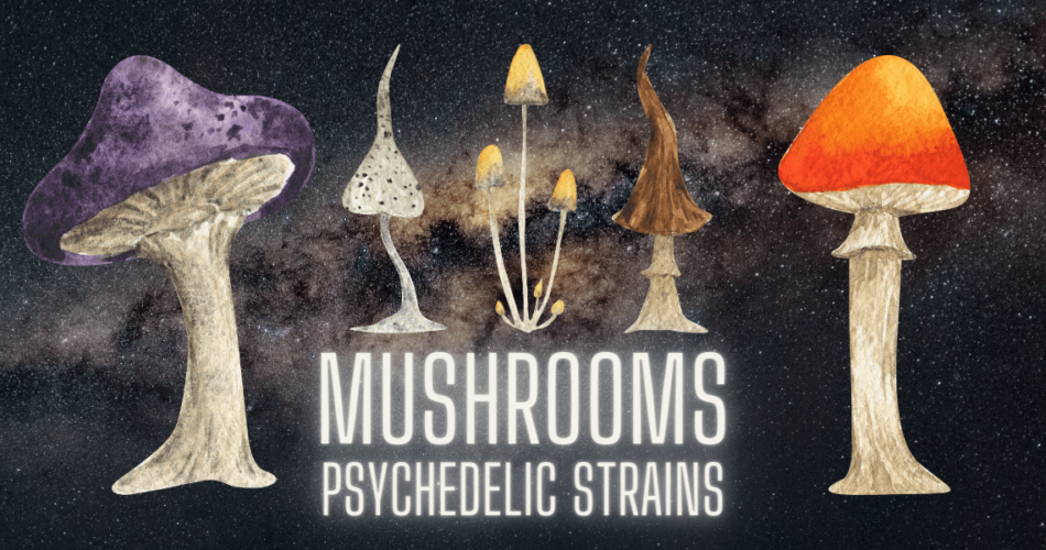 mushrooms psychedelic strains