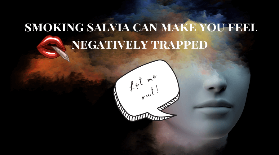 Smoking Salvia Divinorum: Effects of Salvia